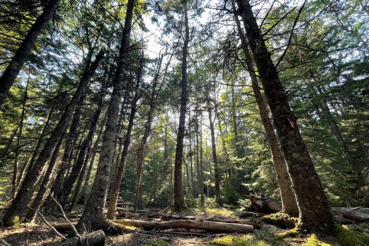 a tree in the middle of a forest