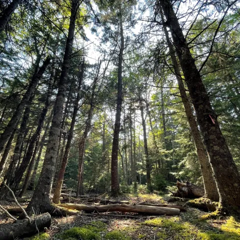a tree in the middle of a forest