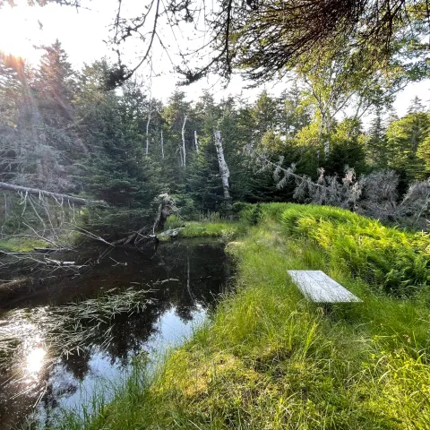 a close up of a pond