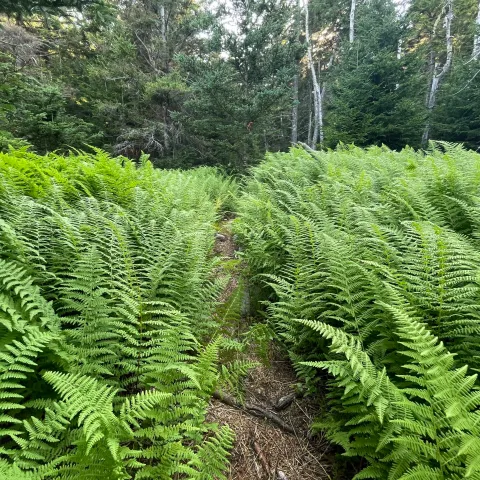a green plant in a forest