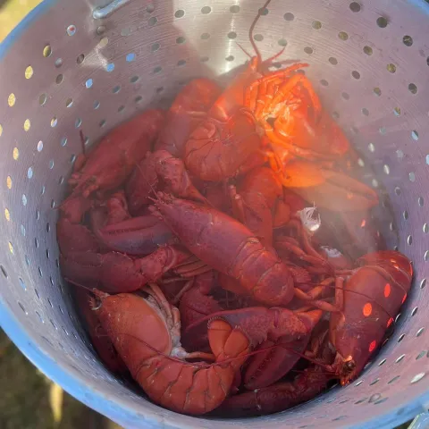 a bowl filled with meat and vegetables